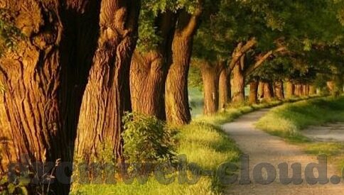 成人一级视频-成人教育新视角，探索一级视频资源在终身学习中的潜在价值